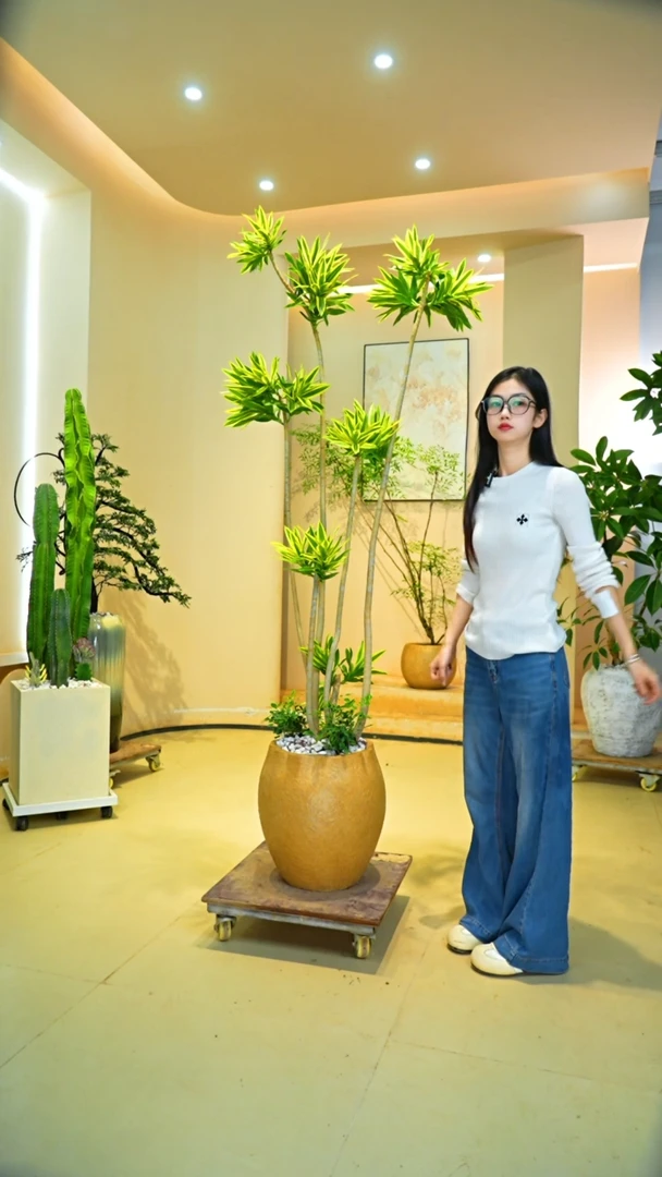 不开花植物中**莓梦幻金边百合竹