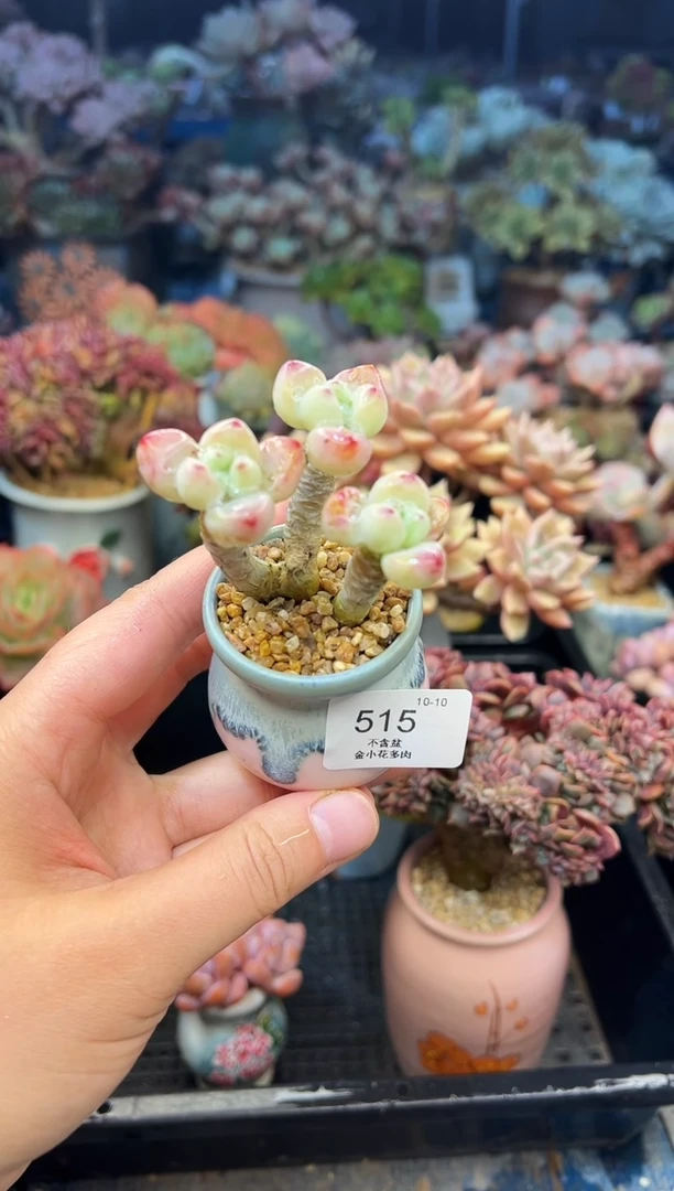 赤***紫515        不带盆