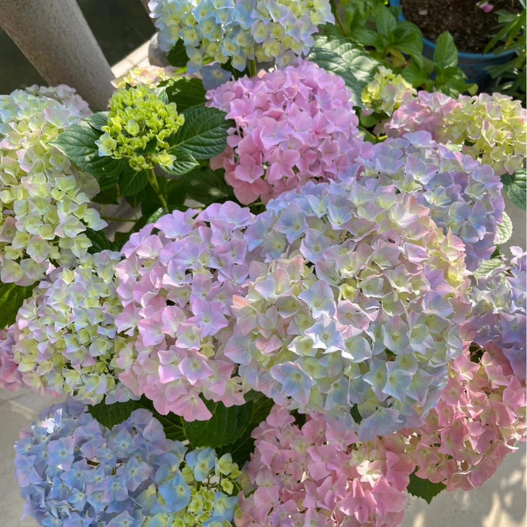 姹紫嫣红 紫粉色 2加仑（天华） 带花苞发货 大花绣球 花卉盆栽