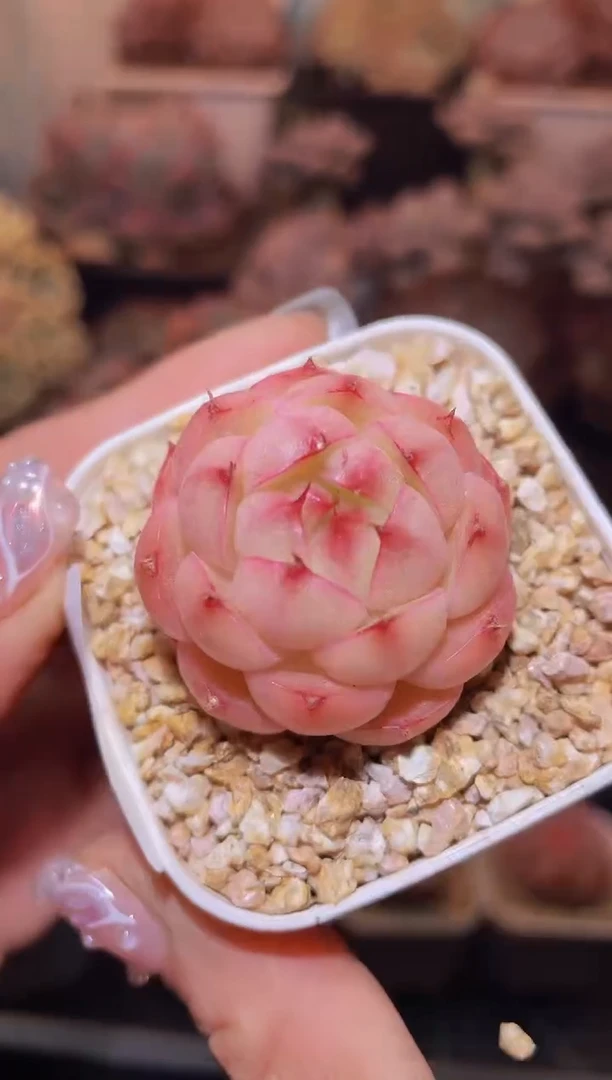 【闪购商品】441小Y