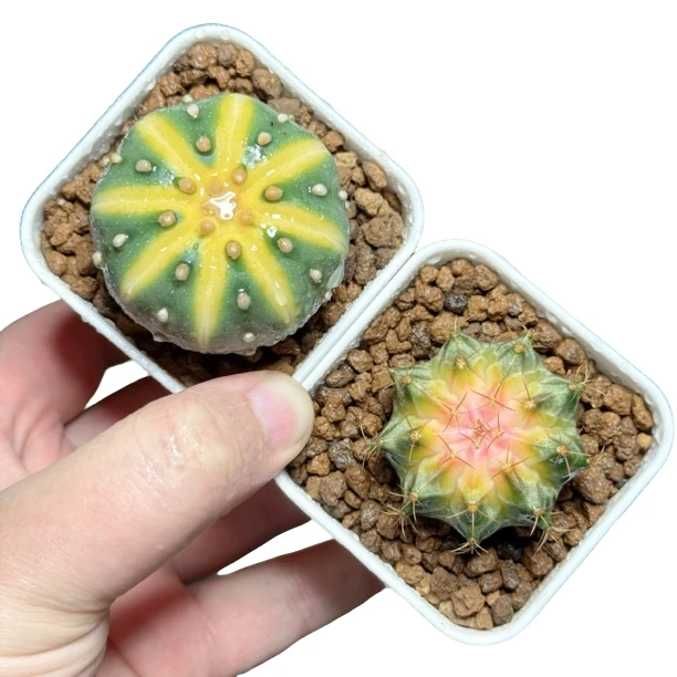 星兜锦仙人球➕送一颗肋骨牡丹仙人球多肉植物
