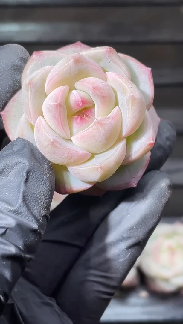 25-50小满3-4厘米量拍发一颗