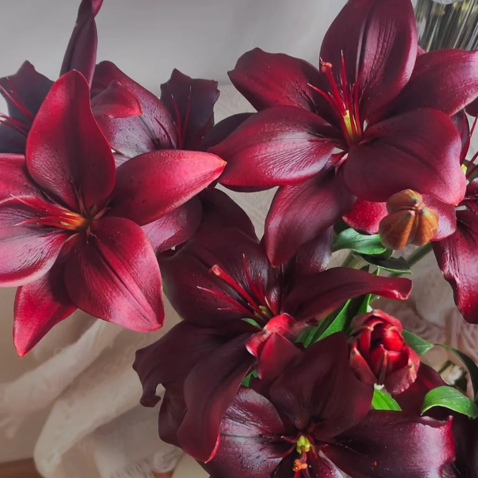 【盼盼鲜花】黑色魅力亚百合 鲜花两单起包邮 云南鲜花