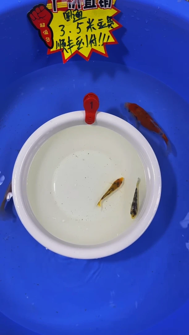 锦鲤活体二号链接