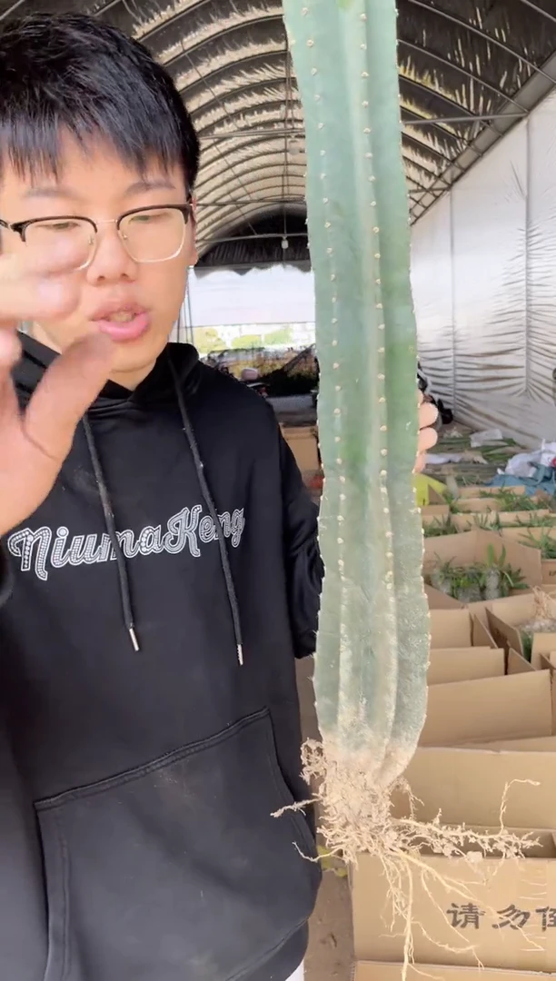 【闪购商品】【带根】50cm 量天尺