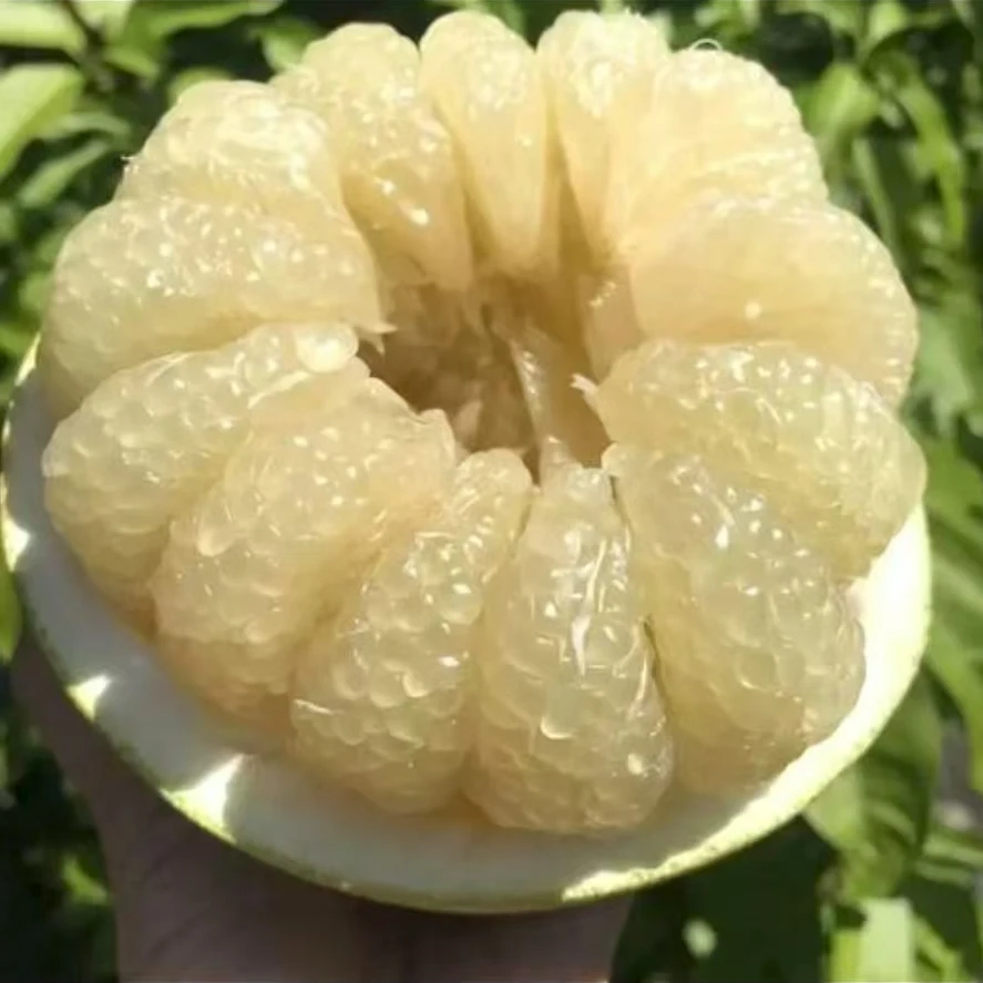 3颗【牛奶柚】鲜嫩多汁，清冽回甘，单果2斤左右