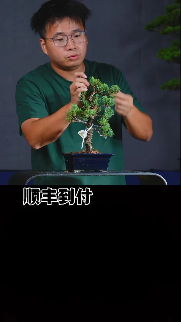 无花朵大阪五针松