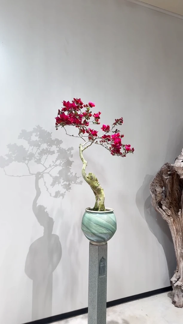 【闪购商品】盆景暗黑行者三角梅