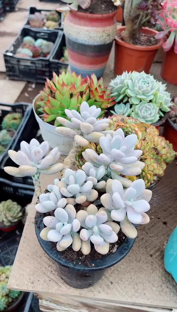 清*多肉植物一物一拍25116