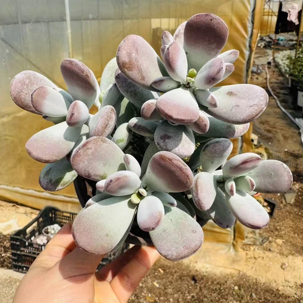 【乒乓福娘】168多肉植物种植好养   以直播间展示为准    满15包邮