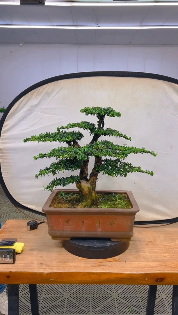 无花朵一物一拍一物一拍