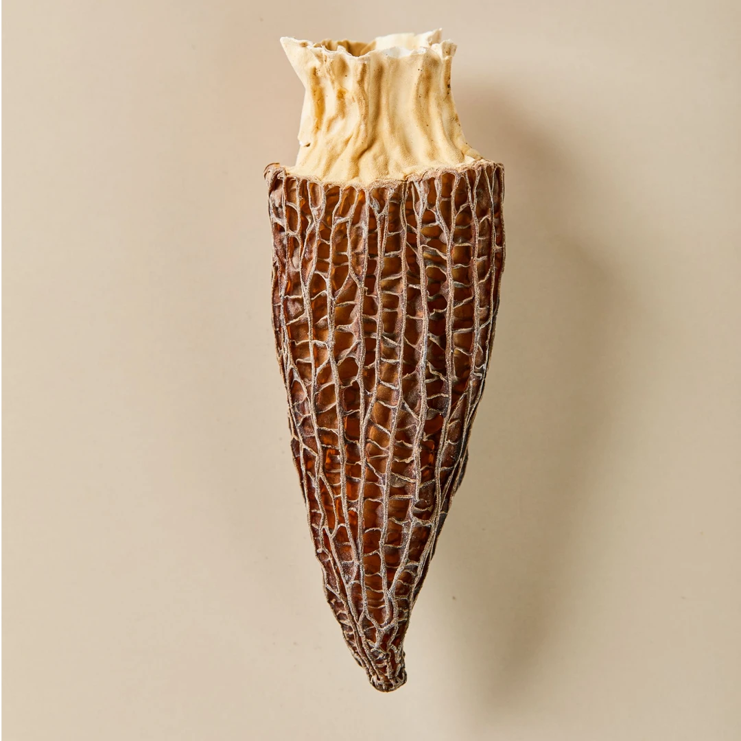 干羊肚菌干货【干货】