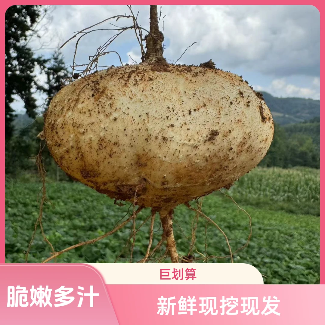 贵州高山黄泥土地萝卜（凉薯）地瓜、新鲜现挖现发、脆嫩多汁清甜爽口