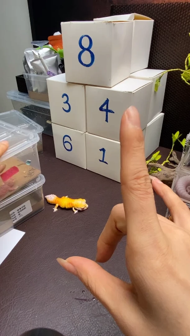 豹纹守宫 鳞与尾 Scale Tail 爬宠黑夜神秘盒子