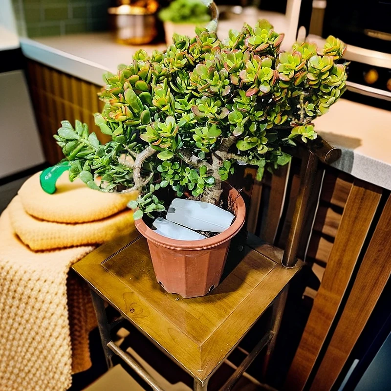 姬红花月摇钱树老桩    室内室外    南方北方 新手必备 老手必养