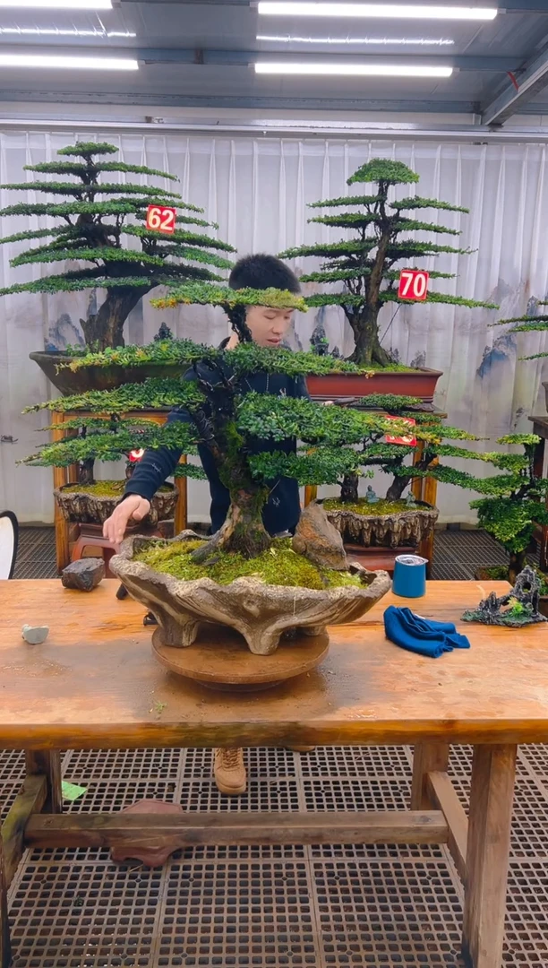 无花朵.*.精品盆景直播间一物一拍