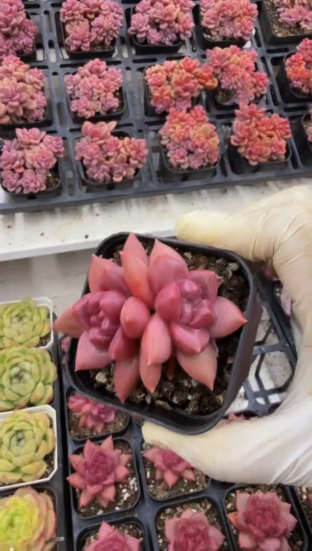 12月1日50#胖双头迷雾泡泡（4-6cm）带盆土