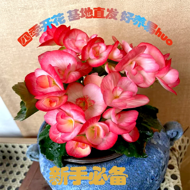 奶油丽格海棠 四季开花 新手懒人的爱宠 室内养护