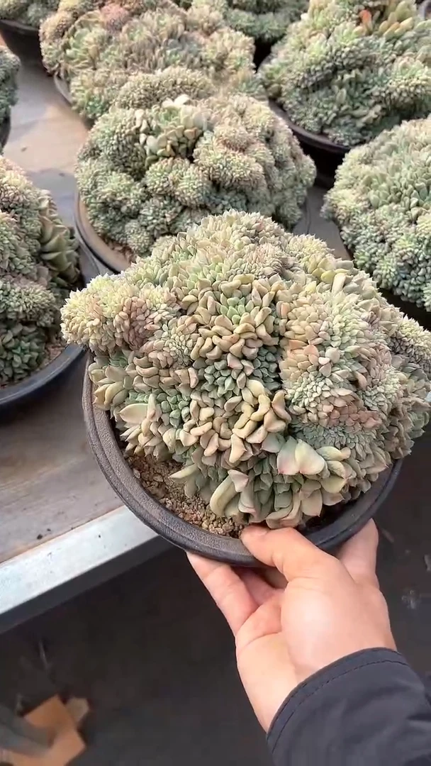 【闪购商品】爱尔兰薄荷多肉（可单挑）