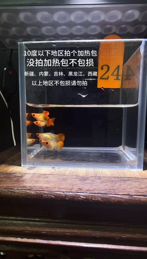 孔雀鱼深海蓝玻璃猫普通24