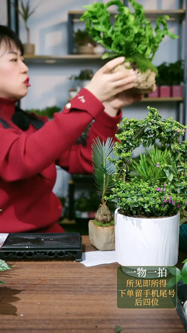 【闪购商品】42--5822吸水石鸟巢蕨