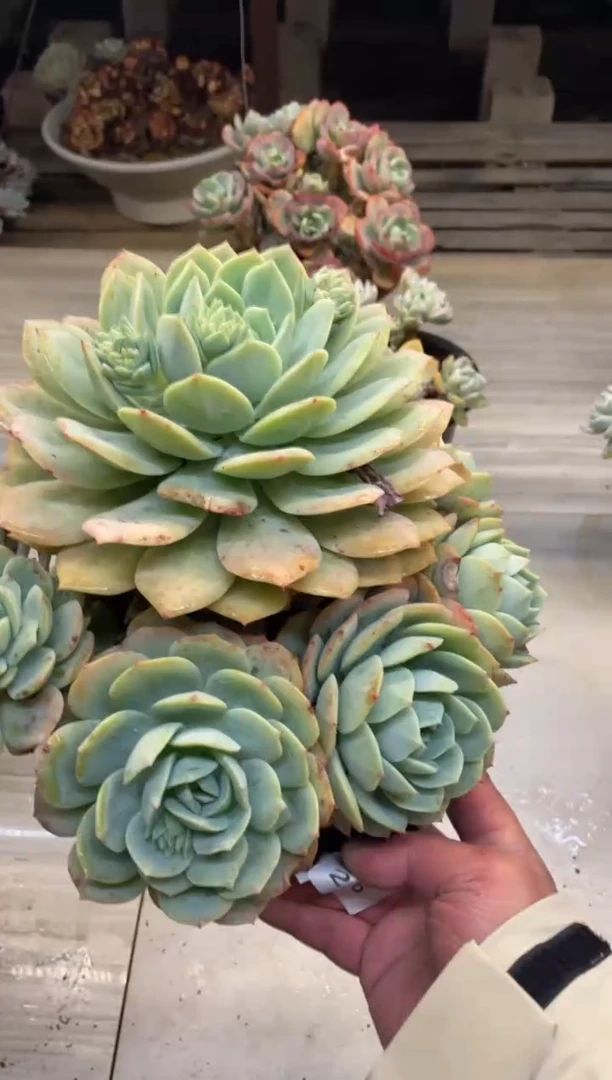 【闪购商品】2-96恋曲