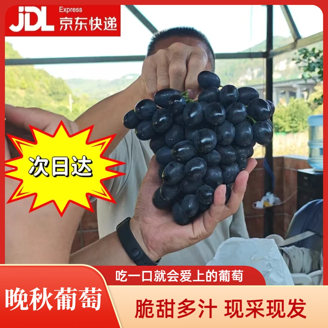 【贵州省内包邮】脆甜多汁永乐晚秋葡萄产地直采中大型果现采现发葡萄贵州省