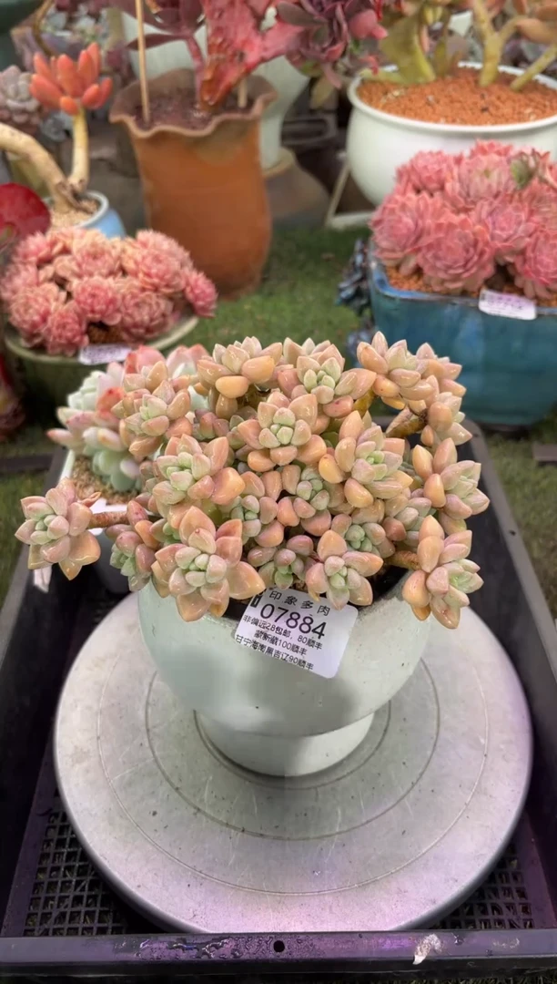 【闪购商品】07884