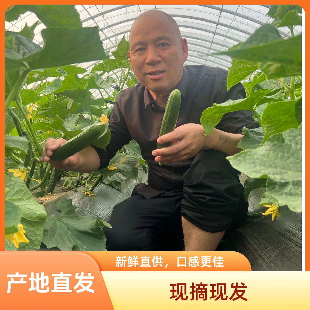 农家自产秃哥新鲜蔬菜现摘现发生吃即食