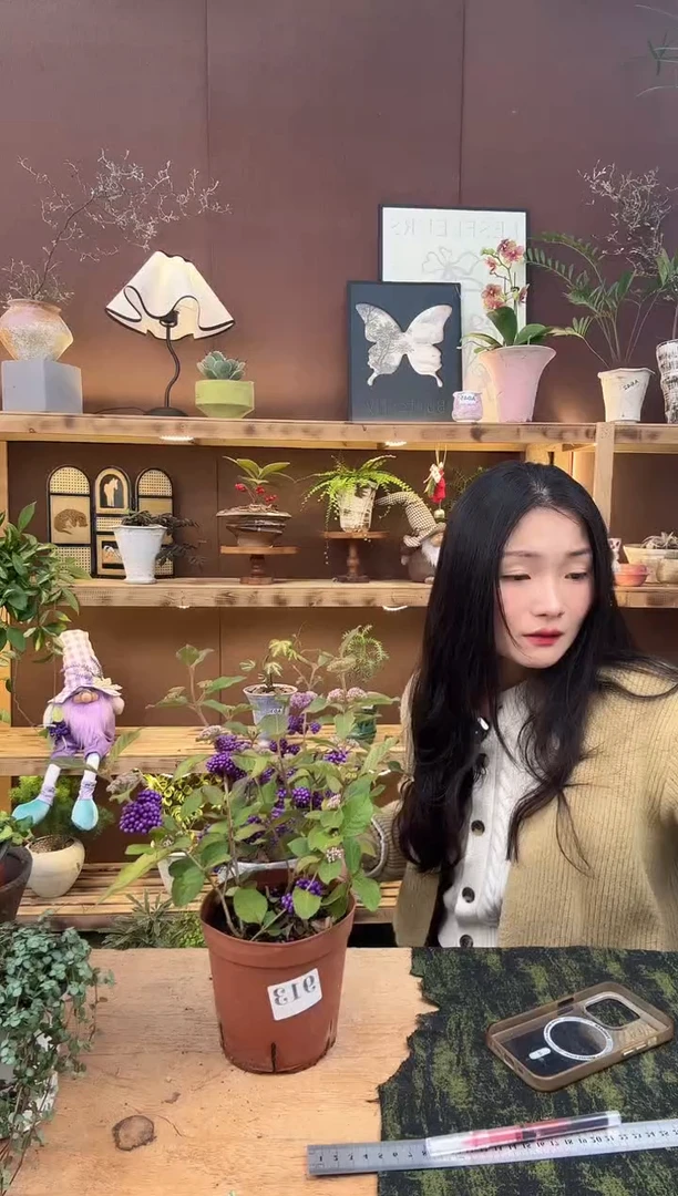 无花朵913紫珠育苗盆