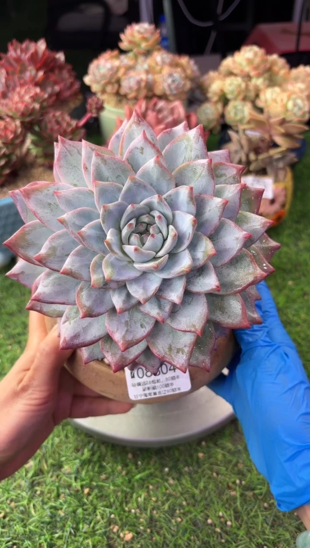 昆明印象多肉08804