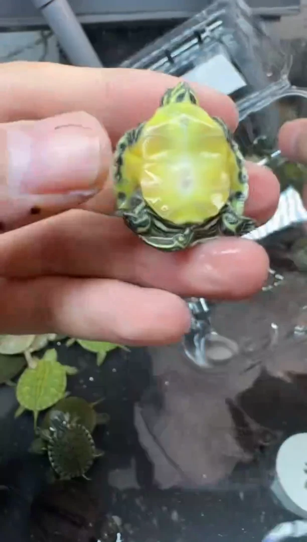 公母搭配宠物龟40号