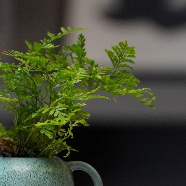 【一物一拍，请勿盲拍】狼尾蕨