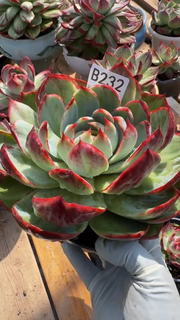 B232惊鸿仙子（裸根发货）