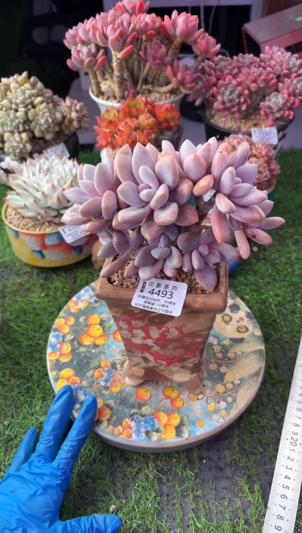 昆明印象多肉4493