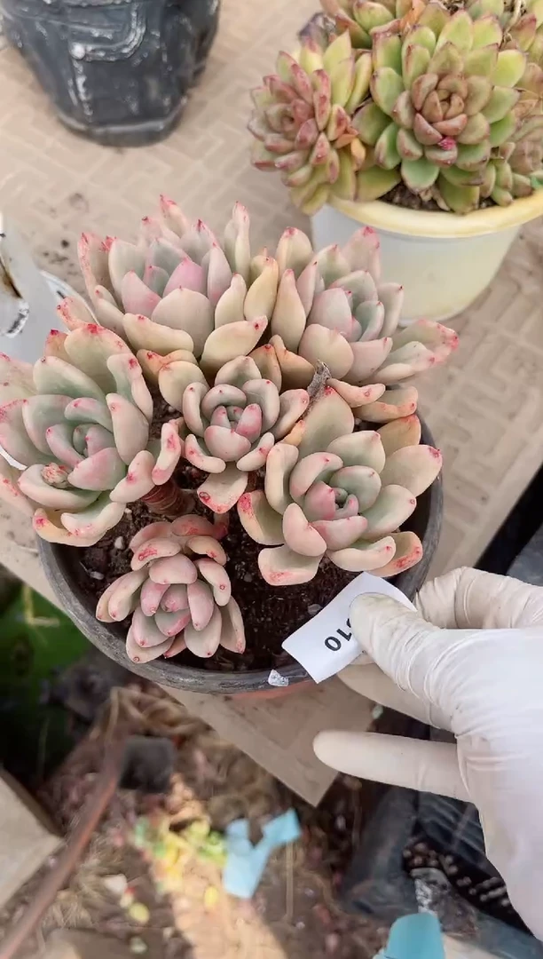 【闪购商品】02510