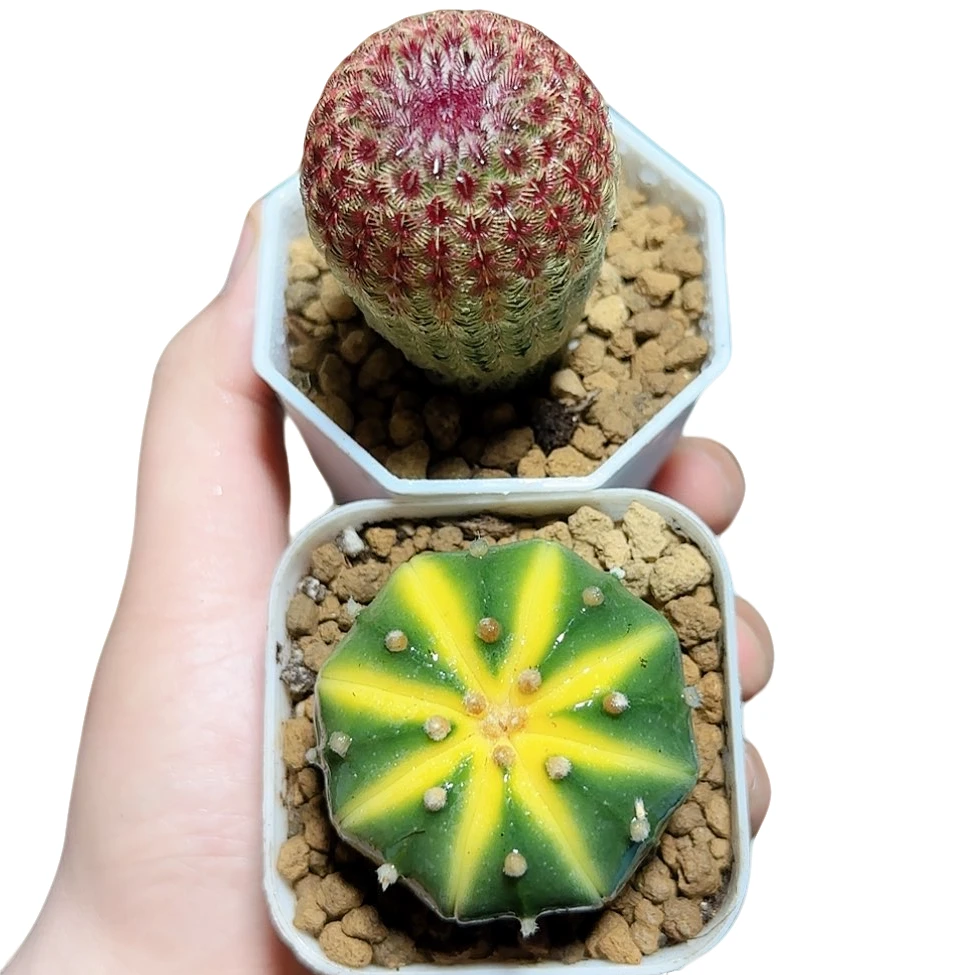 红太阳+星兜锦 仙人球多肉植物开花很好看【满十八发货】原盆带土