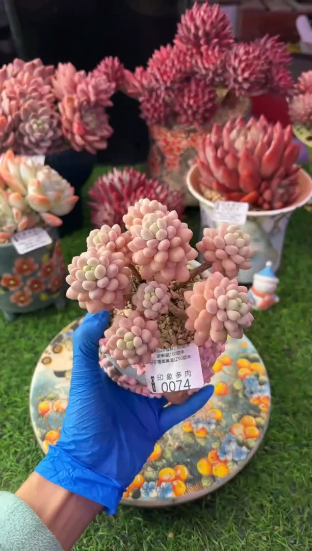 昆明印象多肉0074