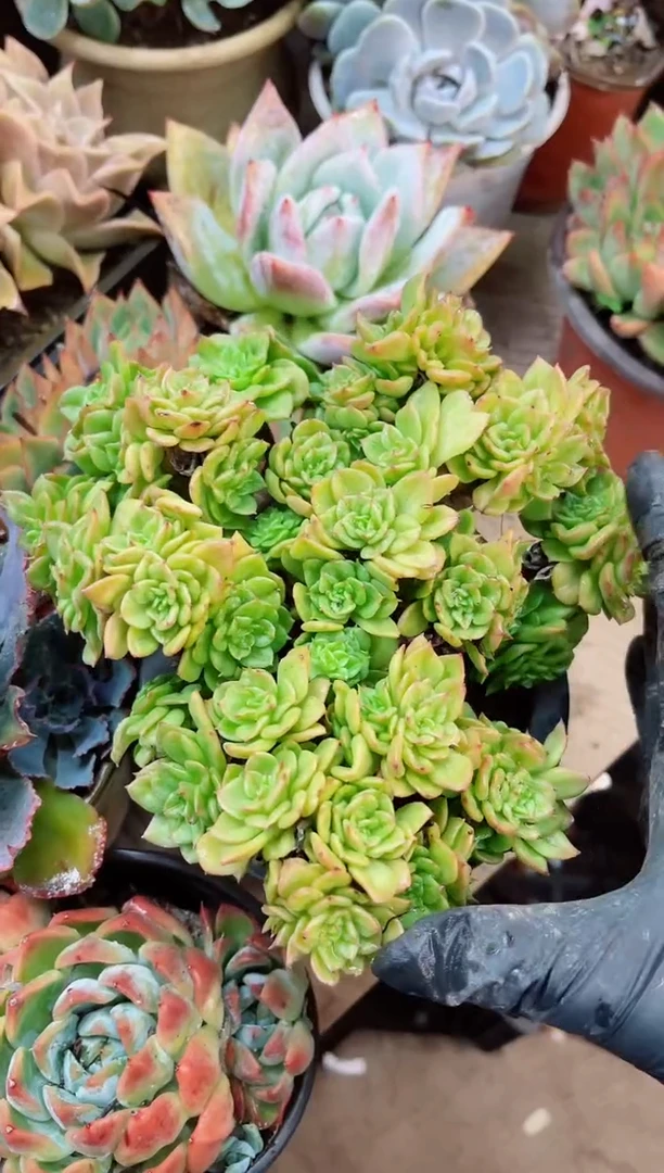 旺**被23063多肉植物一物一拍