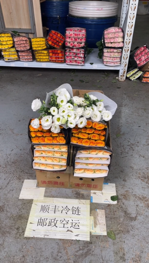 香槟20枝+辉煌20枝+白桔梗400克