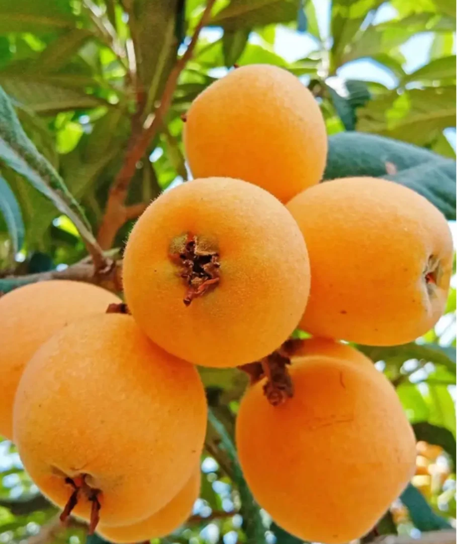 贵州高山枇杷现摘新鲜水果自然成熟香甜可口包邮