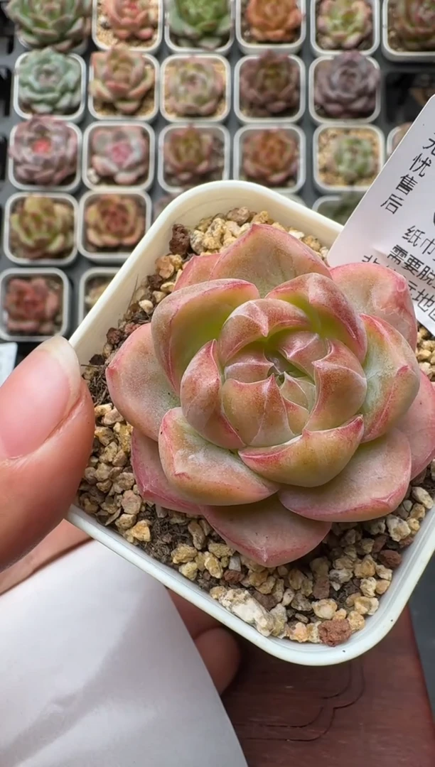 025Q带盆土发 当场拍3颗以上包柚 多肉植物 一物一拍