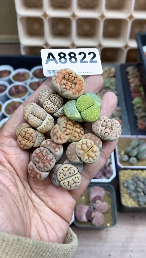 【闪购商品】8822直播一物一拍