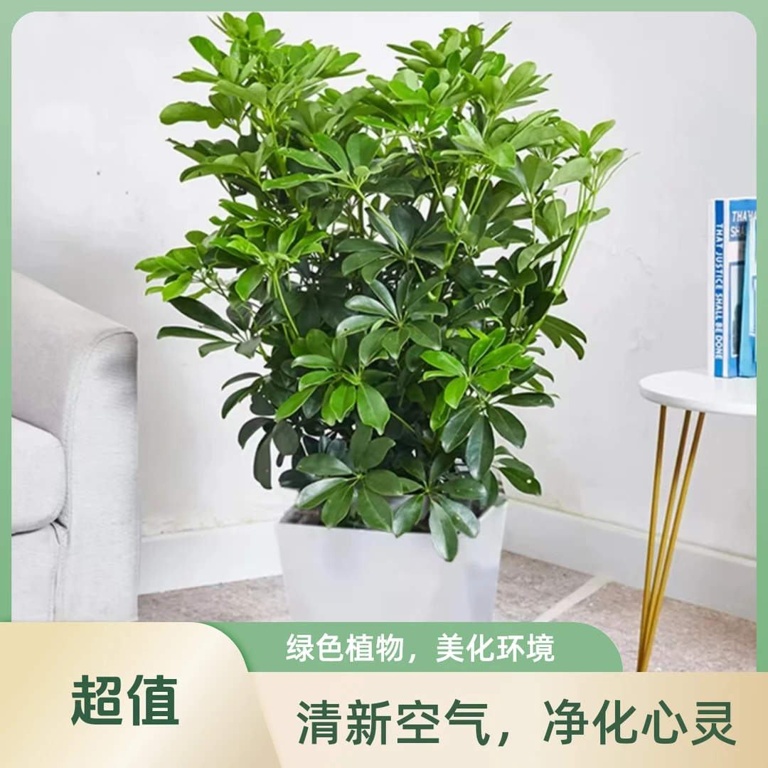 鸭脚木老桩盆栽八方来财大型绿植物花卉室内净化空气好养