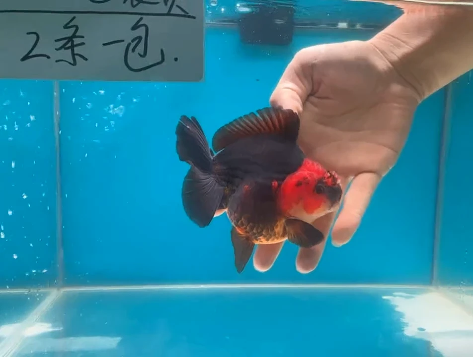 狮头鱼15包装费 2条一包 未拍包装费不包邮