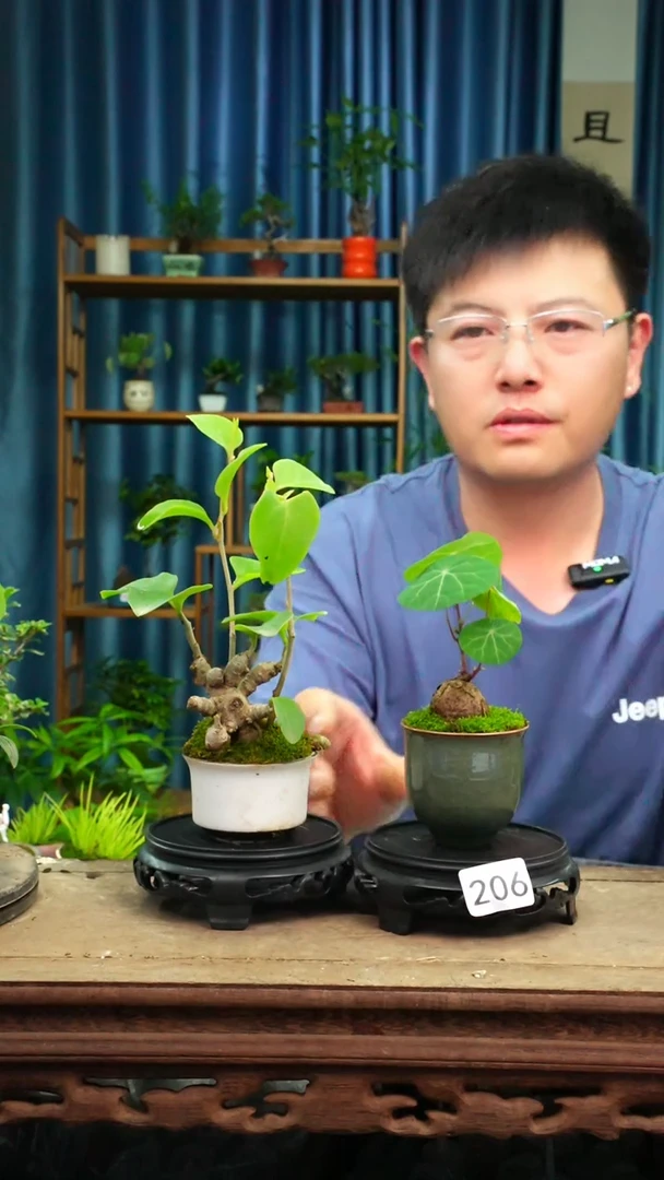无花朵苔藓微景观206号
