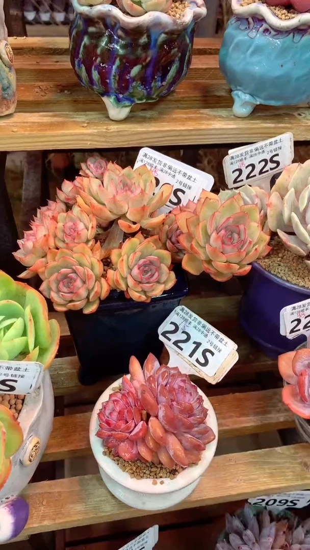 220S 艾格利亚 玫瑰 (一物一拍实付满28发货，默认不带盆土）