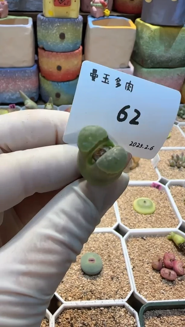 【闪购商品】25.2.6-62woyizhidou
