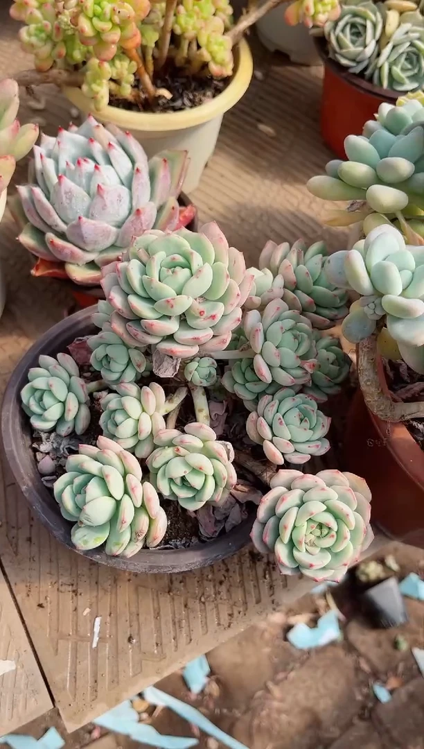 【闪购商品】02545