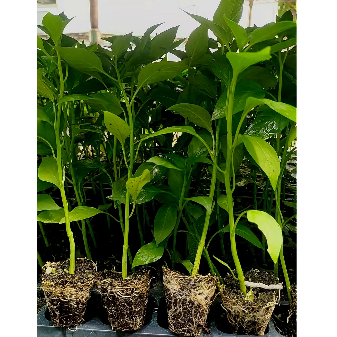 薄皮发财椒苗 辣椒树苗   香辣薄皮辣椒苗